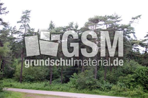 Wald-6.jpg